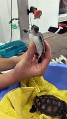 WWF-Australia turtle hatchling rescue | ACM | 15-3-2022