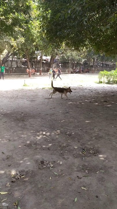 Quick response by dog to catch ball