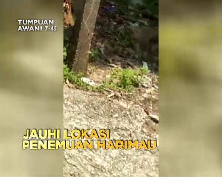 Tumpuan AWANI 7.45: Retak menanti belah? & jauhi lokasi penemuan harimau