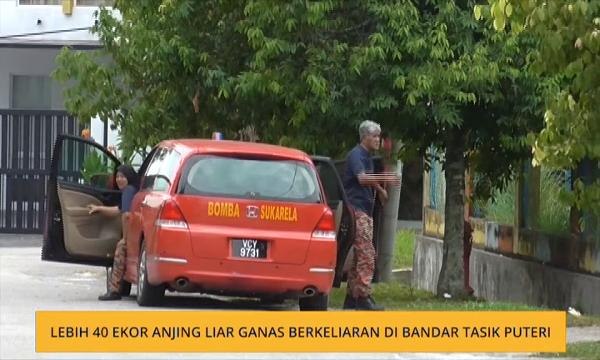 Lebih 40 ekor anjing liar ganas berkeliaran di Bandar Tasik Puteri