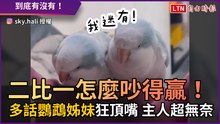 二比一怎麼吵得贏！ 多話鸚鵡姊妹狂頂嘴 主人超無奈