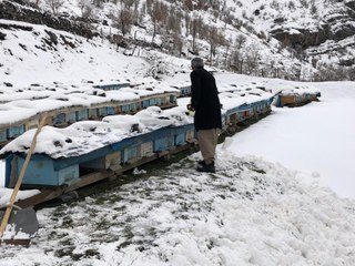 Yalancı bahar bal arılarını vurdu