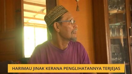 Harimau jinak kerana penglihatannya terjejas