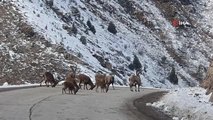 Gümüşhane dağlarının süsü yaban keçilerinin sayısı bini aştı