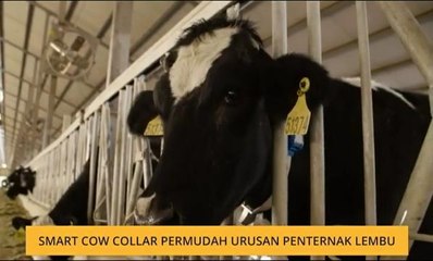 Smart Cow Collar permudah urusan penternak lembu