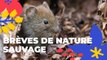 Brèves de nature sauvage est de retour | Paris Podcast | Ville de Paris