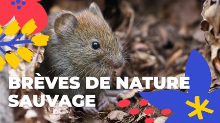 Download Video: Brèves de nature sauvage est de retour | Paris Podcast | Ville de Paris