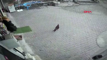 Daha önce böyle horoz görmediniz: Bakkala gidip bakın ne yaptı