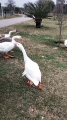 Beautiful Goose  Video By Kingdom of Awais