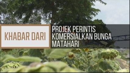 Khabar Dari Kelantan: Projek perintis komersialkan bungan matahari