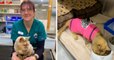 Écosse : une femme retrouve sa chatte 17 ans après sa disparition