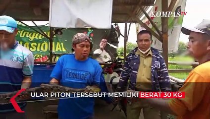 Detik-detik Warga Rembang Tangkap Ular Piton Seberat 30 Kg