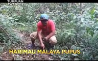 Tumpuan AWANI 7.45: Harimau Malaya pupus & pontun di Sungai Selangor dikeluarkan