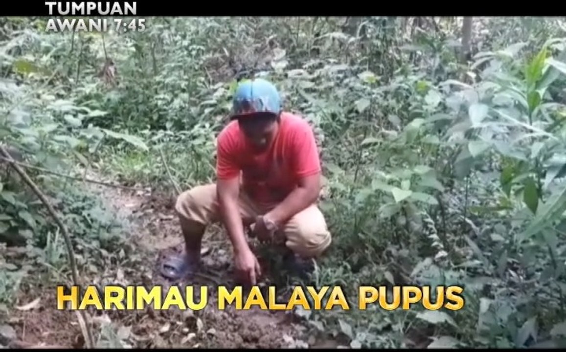 Tumpuan AWANI 7.45: Harimau Malaya pupus & pontun di Sungai Selangor dikeluarkan