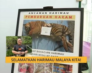 Cerita Sebalik Berita: Selamatkan Harimau Malaya kita!