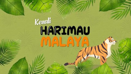 [INFOGRAFIK] Kenali Harimau Malaya