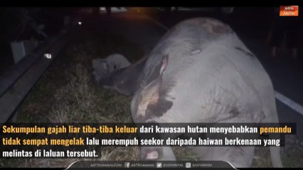 #AWANIByte: Gajah betina mati dilanggar treler
