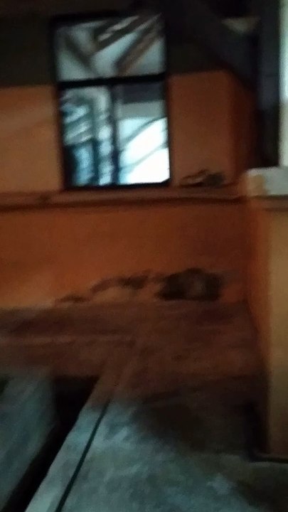 Cat I Met