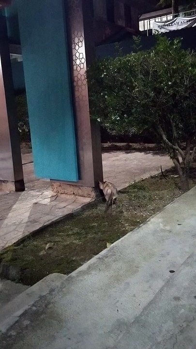 Cat I Met