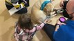 Terapia canina en la sala de extracción de pacientes pediátricos del Hospital Reina Sofía