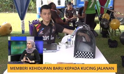 Cerita Sebalik Berita: Memberi kehidupan baru kepada kucing jalanan
