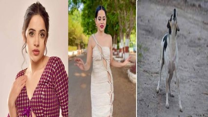 Urfi Javed अजीबोगरीब  Dress पहन आ गईं कैमरे के सामने , सताने लगा कुत्ते के दौड़ाने का डर | FilmiBeat