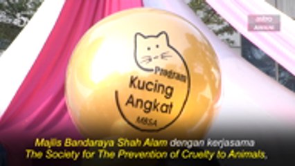 #AWANIByte: Acara Kucing Angkat