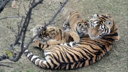 Tigress with her Four little cute cubs | Big cats