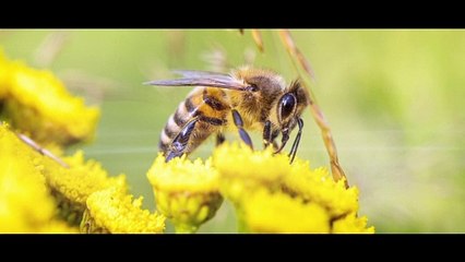 Méditation de l'ABEILLE [ANTHONY DORIAND]