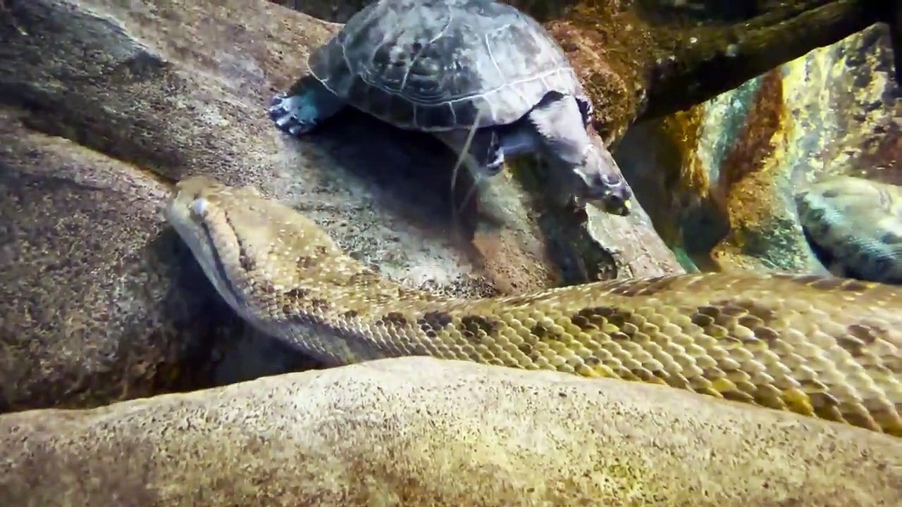 Ana, the green anaconda, is getting ready to shed her skin!