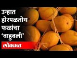 तिसऱ्या बहरातील हापूसला धोका कशाचा? Climate Change and Mango Production | Alphonso Mango
