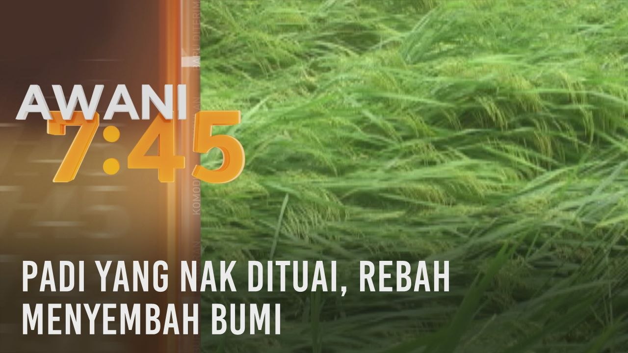 Padi yang nak dituai, rebah menyembah bumi