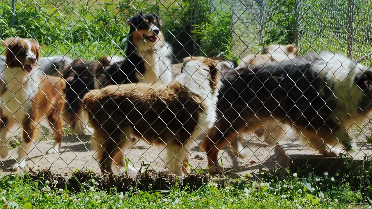 (Stock Videos) active dogs of the breed australian shepherd