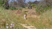 (Stock Videos) a dog on a hiking trail