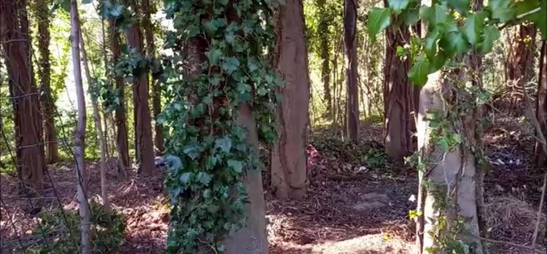 Liliana Resinovich, dal bosco del ritrovamento alla lapide
