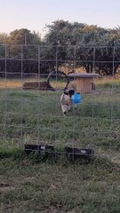Billy Plays with Blue Ball