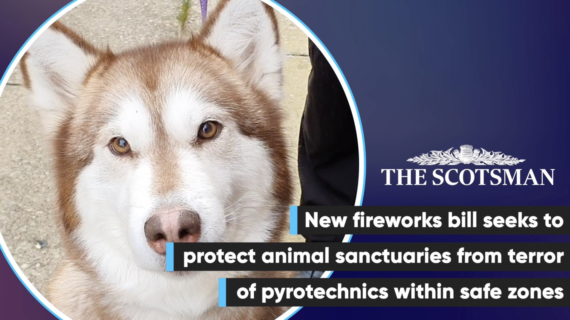⁣Scottish Government introduce bill to protect domestic animals from fireworks terror