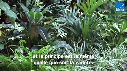 Roland Motte, jardinier : pensez à rempoter vos plantes d'intérieur