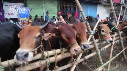 #AWANIByte: Bangladesh miliki petani terlatih selepas India henti seludup lembu
