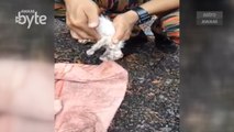 #AWANIByte: Petugas bomba berjaya selamatkan nyawa anak kucing lemas guna CPR