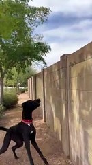 Great Dane Greeting Neighbor Dog Over Fence