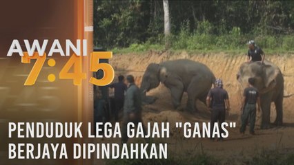 Penduduk lega gajah "ganas" berjaya dipindahkan