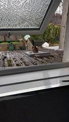 Cat Spotted on Ceiling Sunlight