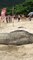 Rare Elephant Seal Washes Up on the Beach