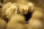 2.75 Million Chickens To Be Culled as Bird Flu Spreads Through U.S. Farms