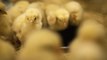 2.75 Million Chickens To Be Culled as Bird Flu Spreads Through U.S. Farms