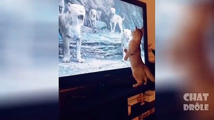 Moments drôles avec des chats