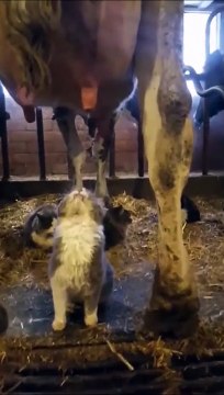 Lait gratuit pour ce chaton adorable