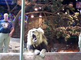 Une lionne intervient pour sauver cet homme qui se faisait charger par un lion