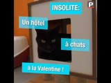 Marseille : l'hôtel à chats de La Valentine peut accueillir jusqu'à 100 pensionnaires